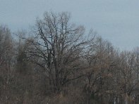 nte Cagliato-20110220 051